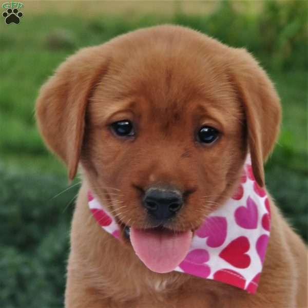 Willow Breeze, Fox Red Labrador Retriever Puppy